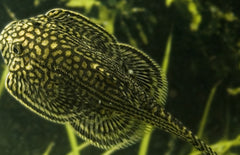 Sewellia Lineolata M Algeneter