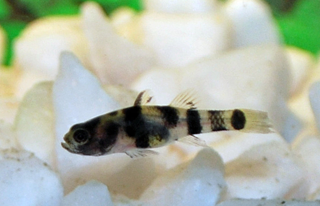 Brachygobius xanthomelas Micro Bijtje Birma