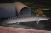 Polypterus Bichir Laparadei L Kwastvinsnoek