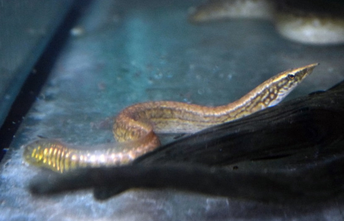 Mastacembelus Liberiensis Aal Liberiensis