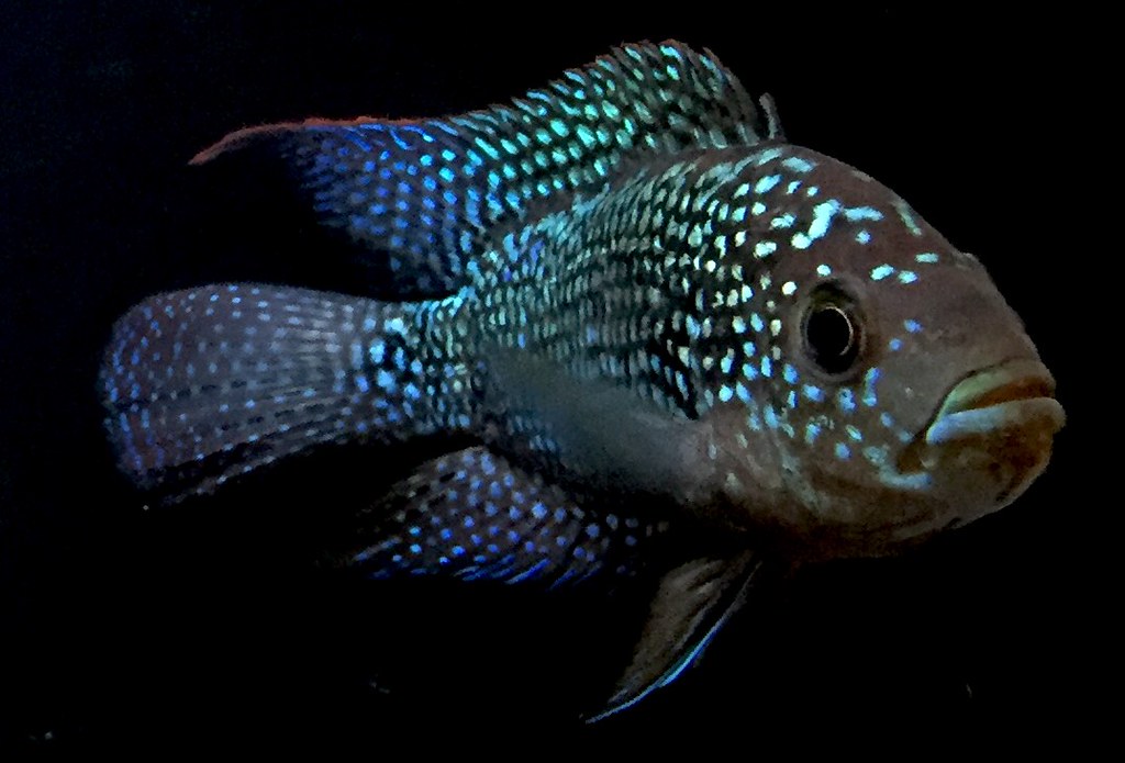 Jack dempsy Cichlasoma