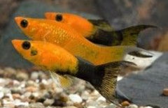 Poecilia Sphenops Oranje Staart Molly