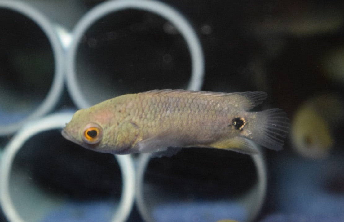 Ctenopoma Kingsleyae L Klimbaars Kingsleyae
