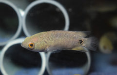 Ctenopoma Kingsleyae L Klimbaars Kingsleyae