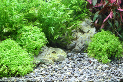 DENNERLE NATURAL GRAVEL OKAVANGO, 4-8 MM 5 KG