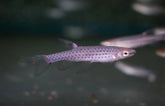 Copella Callolepis