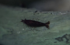 Neocaridina Davidi Chocolate M Chocolate Garnaal