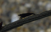 Neocaridina Davidi Chocolate M Chocolate Garnaal
