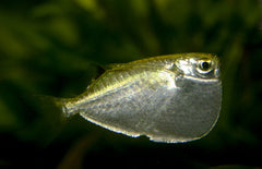 Thoracocharax Stellatus-securis