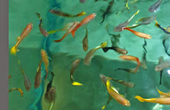 Poecilia Reticulata Guppy Vrouw Mix