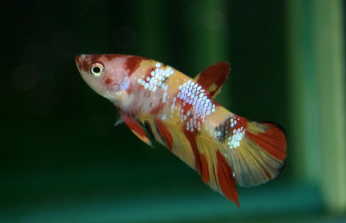 Betta Splendens Plakat Nemo Male L Kempvis Plakat Nemo Man