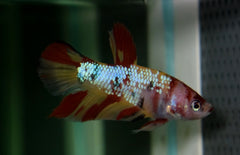 Betta Splendens Plakat Nemo Male L Kempvis Plakat Nemo Man