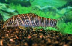 Botia Dario Groene Bandbotia India