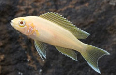 Neolamprologus brichardi M Prinses van burundi albino