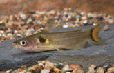 Horabagrus Brachysoma L Zonnemeerval