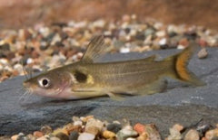 Horabagrus Brachysoma L Zonnemeerval