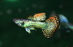 Guppy Elephant Ear Mosaic Male M
