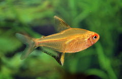 Hyphessobrycon Pulchripinnis Citroentetra