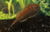 Gastromyzon Ctenocephalus M Borneo Algeneter