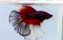 betta half moon Butterfly Betta splendens man