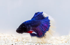 betta half moon Butterfly Betta splendens man