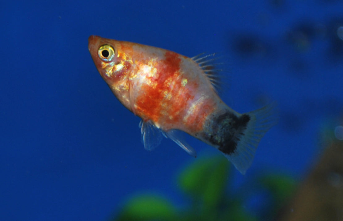 Xiphophorus Maculatus Platy Bleeding Heart Mickey M Platy Bleeding Heart Mickey