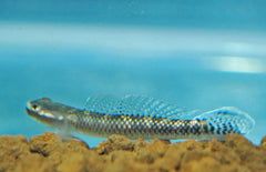 Stiphodon Atropurpureus M Blauwe Neon Grondel