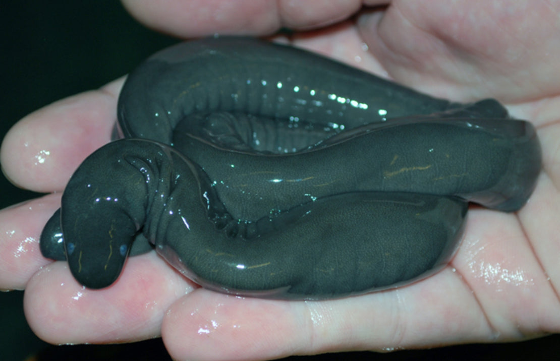 Potomotyphlus sp. Blue Eyes L