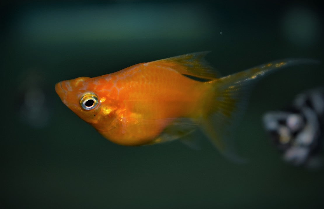 Poecilia sphenops Balloon Longfin Mix M