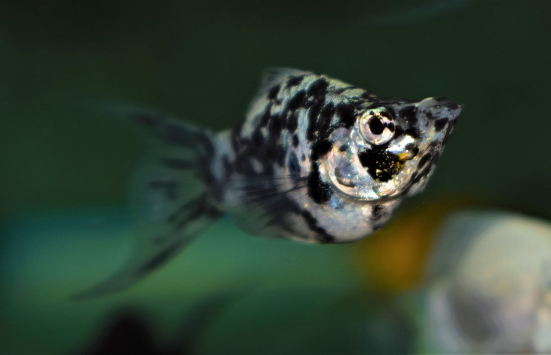 Poecilia sphenops Balloon Longfin Mix M