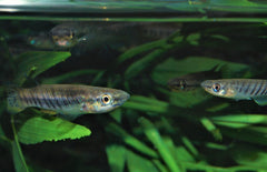 Epiplatys Spilargyreius Tandkarper Kongo
