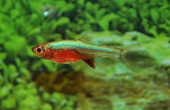 Sundadanio Axelrodi Neon Blue M Rasbora Axelrodi Neon Blauw
