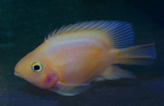 Cichlasoma yellow Parrot