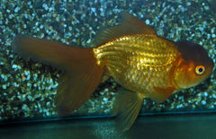 Sluierstaart Leeuwenkop Koper