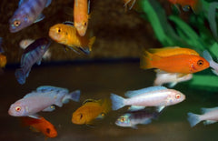 Pseudotropheus saulosi red coral