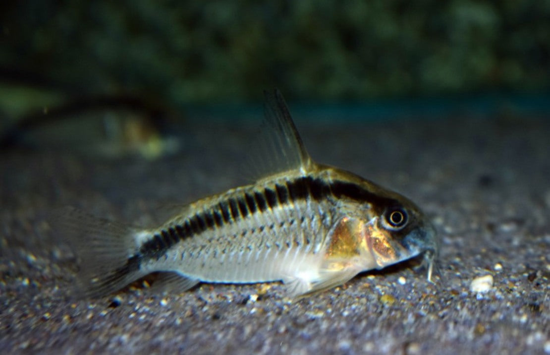 Corydoras Arcuatus Purus XL Pantsermeerval Arcuatus Purus