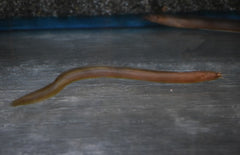 Channallabes Apus (Aalmeerval Nigeria)