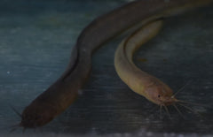 Channallabes Apus (Aalmeerval Nigeria)