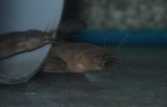 Channallabes Apus (Aalmeerval Nigeria)
