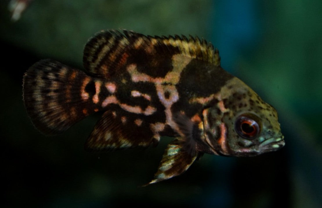 Astronotus ocellatus Red Tiger S Pauwoogcichlide Tijger Rood