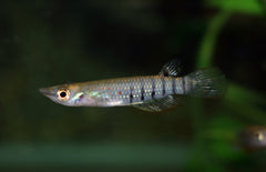 Aplocheilus Lineatus L Killivis Lineatus