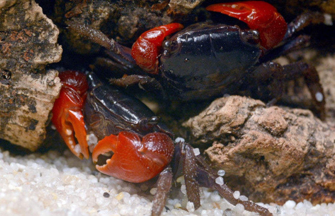 Neosarmatium laeve M krab Rood laeve