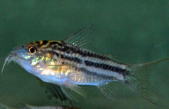 Corydoras Nanus S Pantsermeerval Nanus