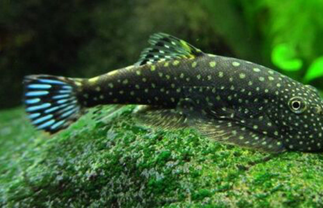 Gastromyzon ctenocephalus M Borneo Algeneter