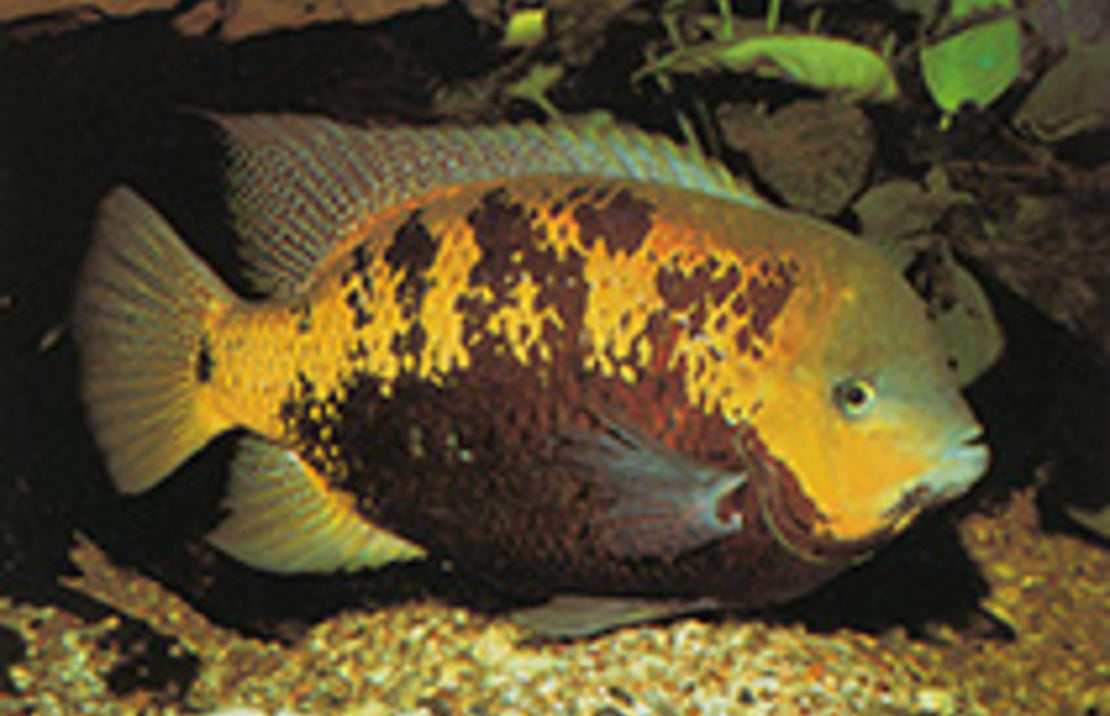 Cincelichthys Pearsei