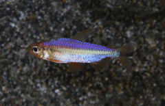 Alestopetersius Brichardi Red L Rode Kongozalm