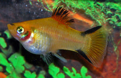 Xiphophorus maculatus platy Victory Geel