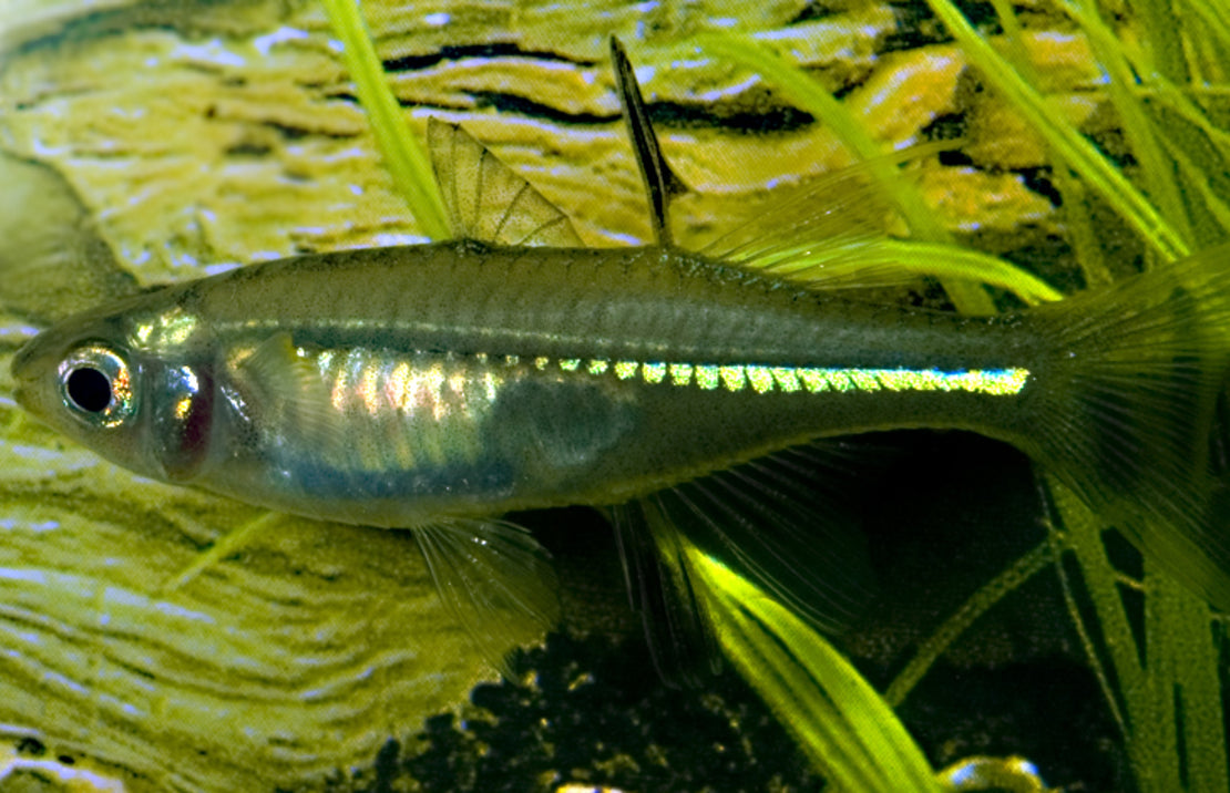 Marosatherina ladigesi M Celebes zeilvis