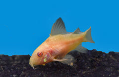 Corydoras Paleatus Albino