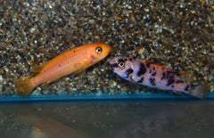 Labeotropheus Trewavasae Thumbi Point S